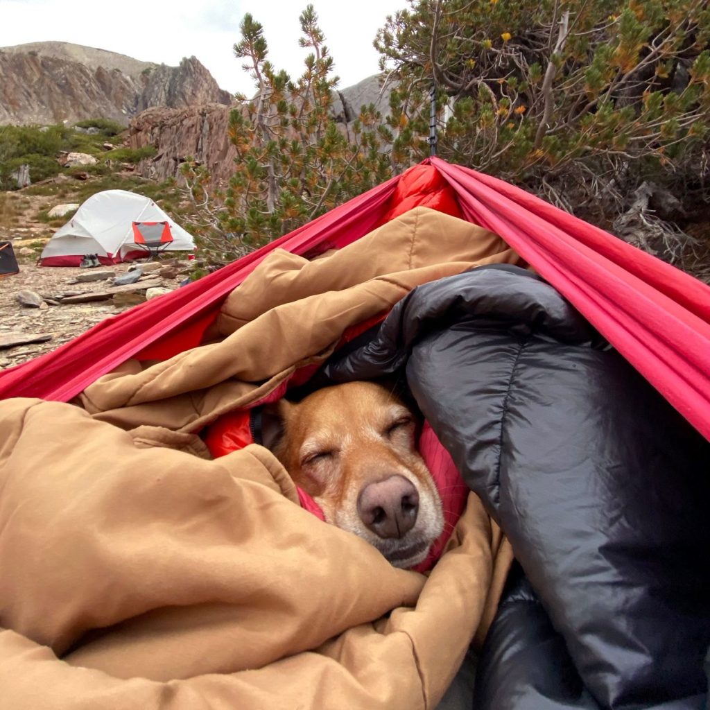 Camping mit Hund - 5 super Campingplätze, Tipps und mehr